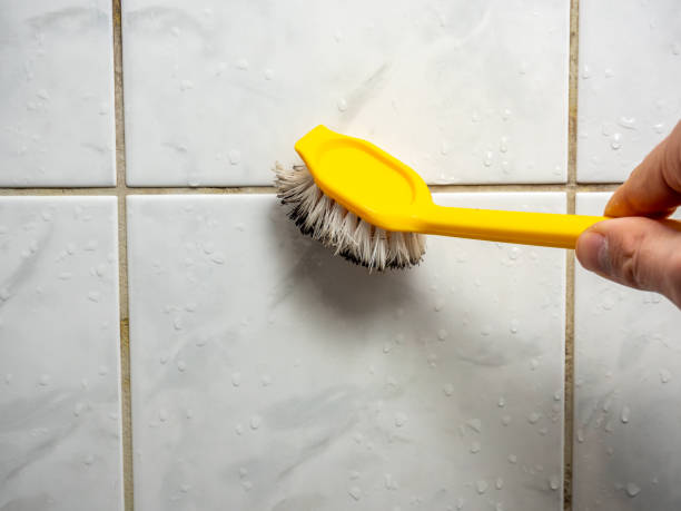 Best Same-Day Mold Removal  in Willoughby, OH