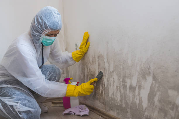 Best Crawl Space Mold Removal  in Willoughby, OH